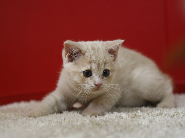 スコティッシュフォールドの子猫画像