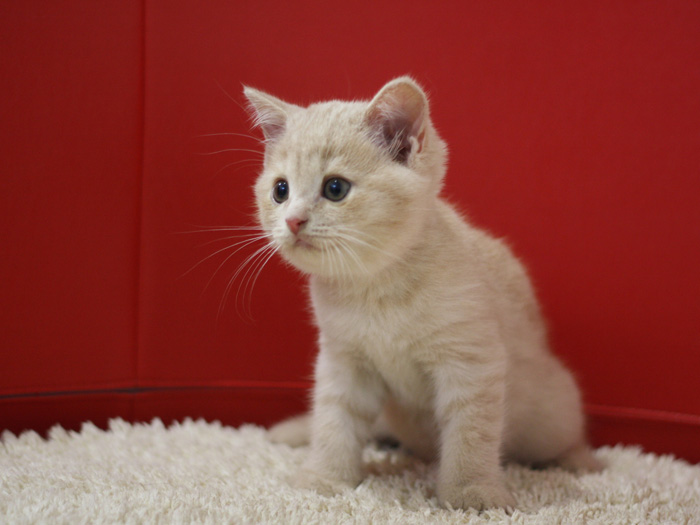 スコティッシュフォールドの子猫画像