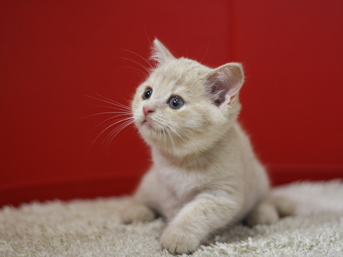 スコティッシュフォールドの子猫画像