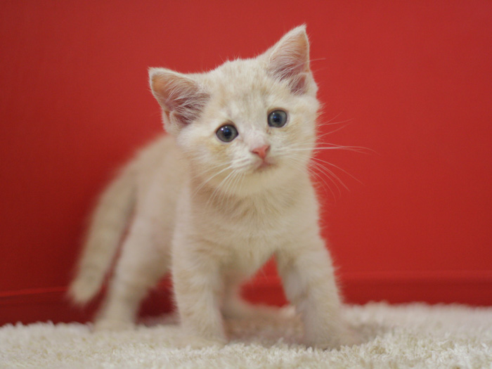 スコティッシュフォールドの子猫画像