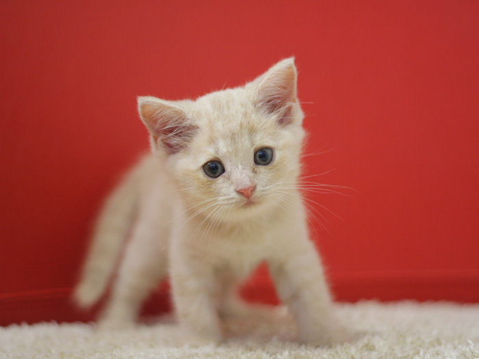 スコティッシュフォールドの子猫画像