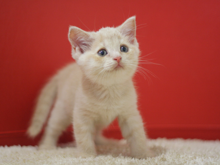 スコティッシュフォールドの子猫画像