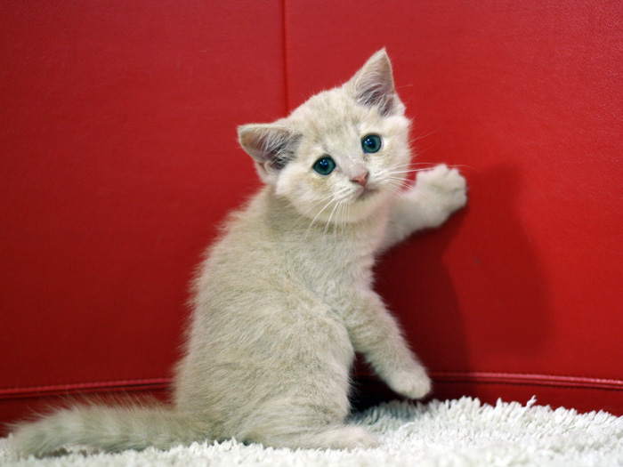 スコティッシュフォールドの子猫画像