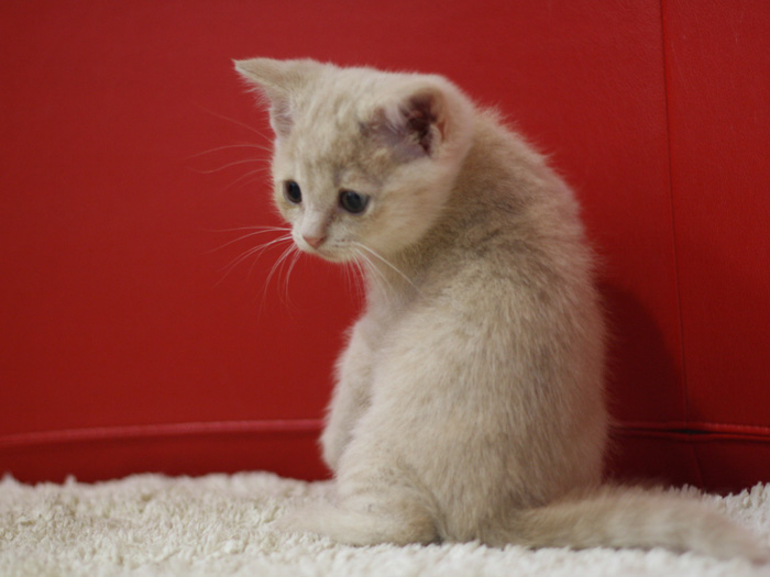 スコティッシュフォールドの子猫画像