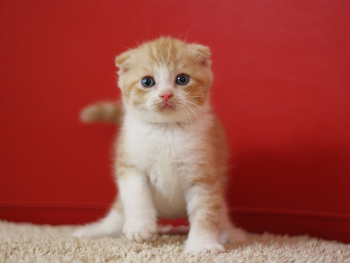 スコティッシュフォールドの子猫画像