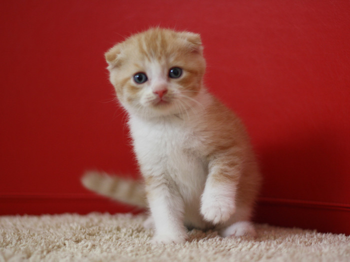 スコティッシュフォールドの子猫画像