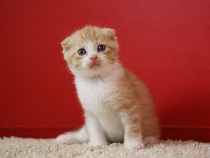 スコティッシュフォールドの子猫画像