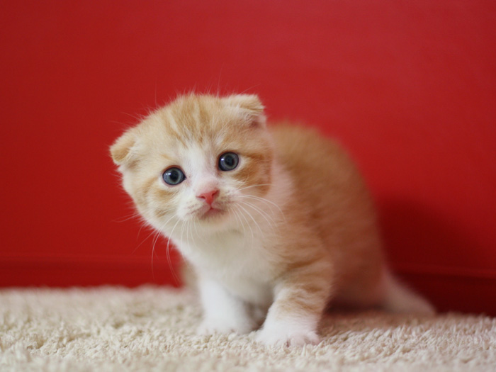 スコティッシュフォールドの子猫画像