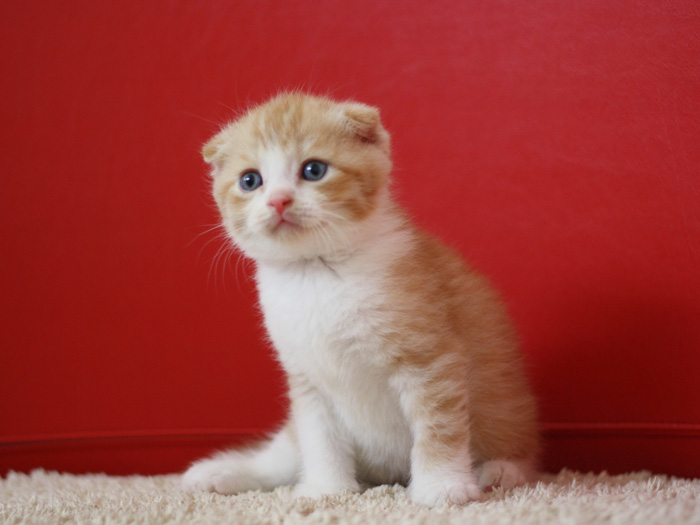 スコティッシュフォールドの子猫画像