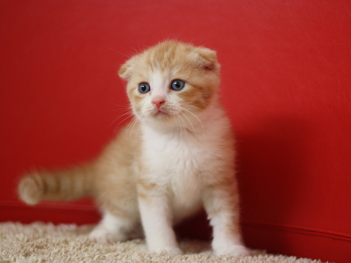 スコティッシュフォールドの子猫画像