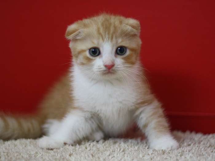 スコティッシュフォールドの子猫画像