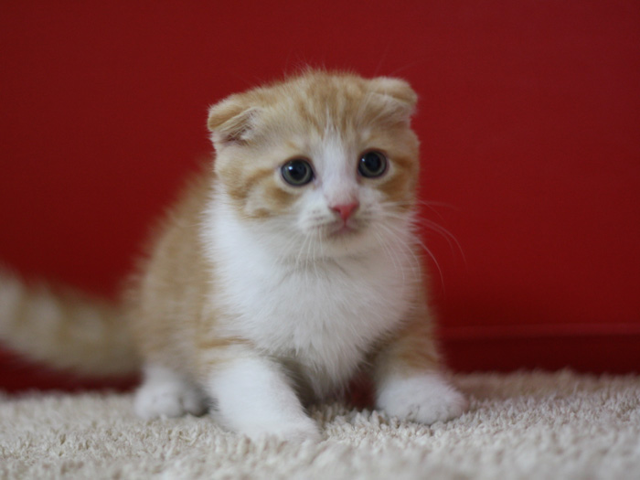 スコティッシュフォールドの子猫画像