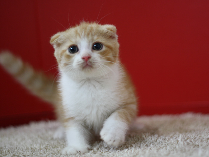 スコティッシュフォールドの子猫画像