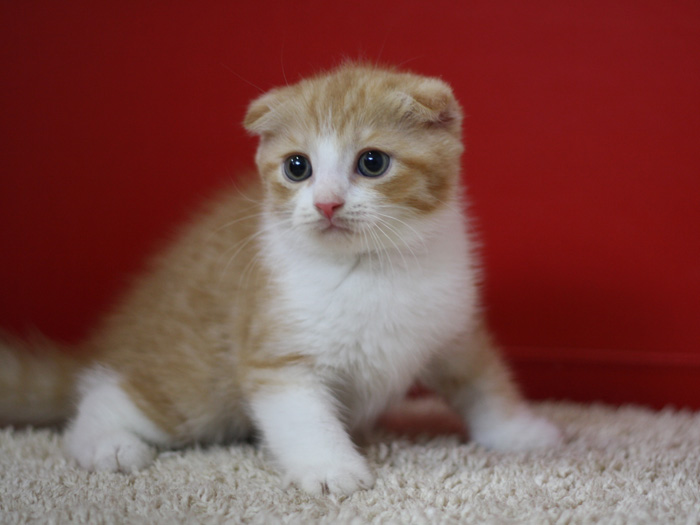 スコティッシュフォールドの子猫画像