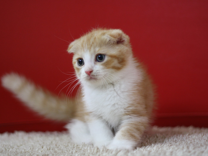 スコティッシュフォールドの子猫画像