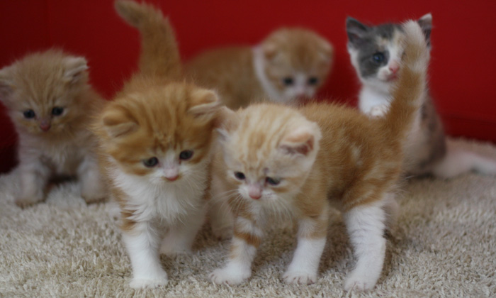 スコティッシュフォールドの子猫画像