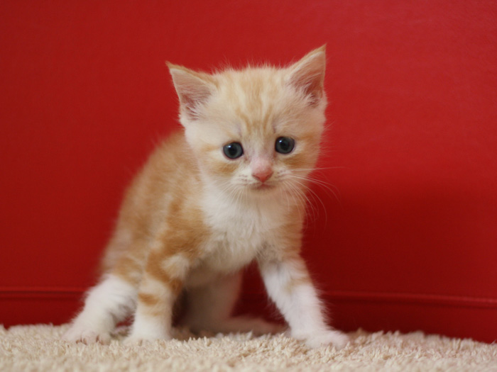スコティッシュフォールドの子猫画像