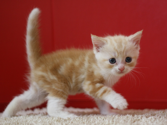 スコティッシュフォールドの子猫画像