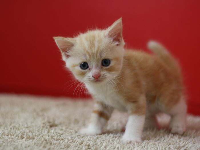 スコティッシュフォールドの子猫画像
