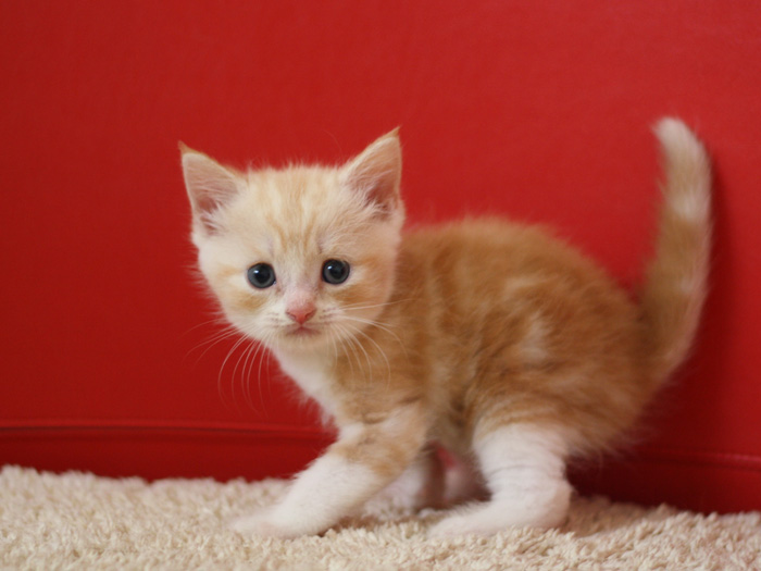 スコティッシュフォールドの子猫画像