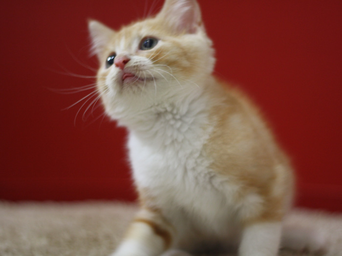 スコティッシュフォールドの子猫画像