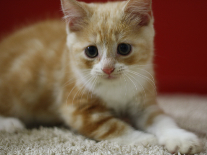 スコティッシュフォールドの子猫画像