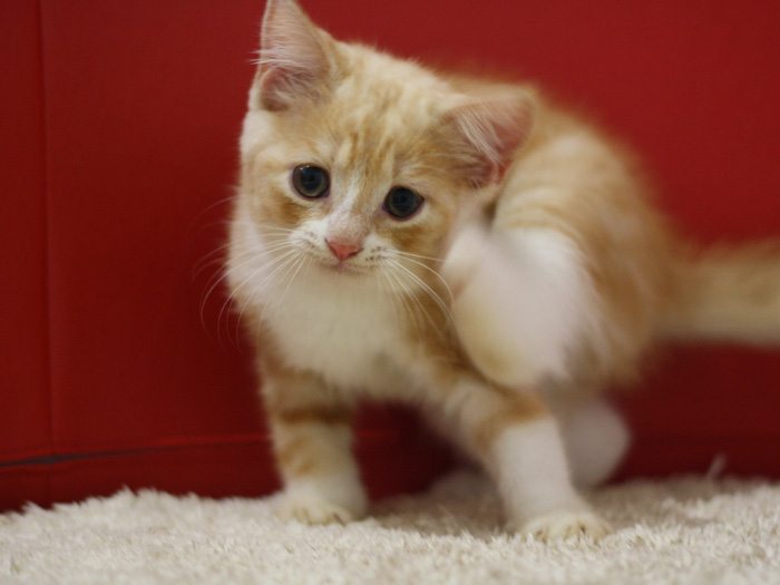 スコティッシュフォールドの子猫画像