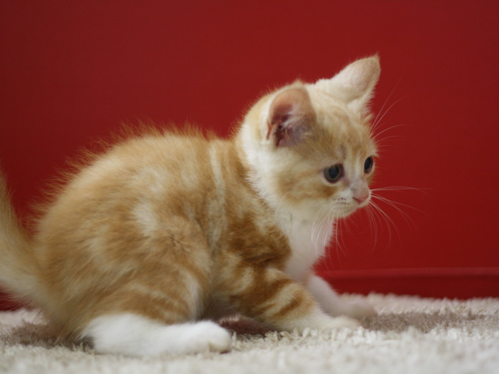 スコティッシュフォールドの子猫画像