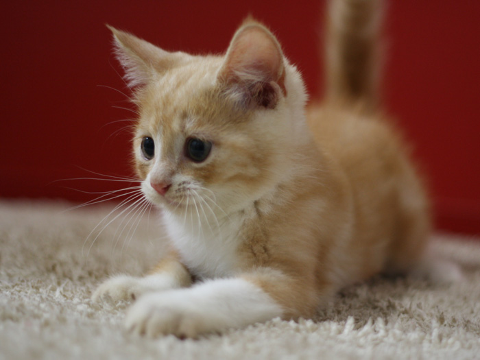 スコティッシュフォールドの子猫画像