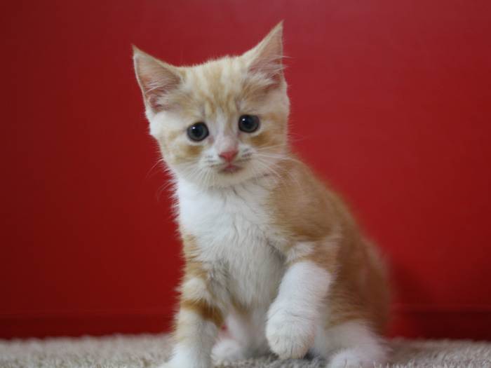 スコティッシュフォールドの子猫画像