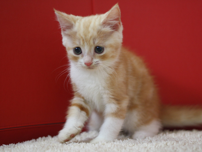 スコティッシュフォールドの子猫画像