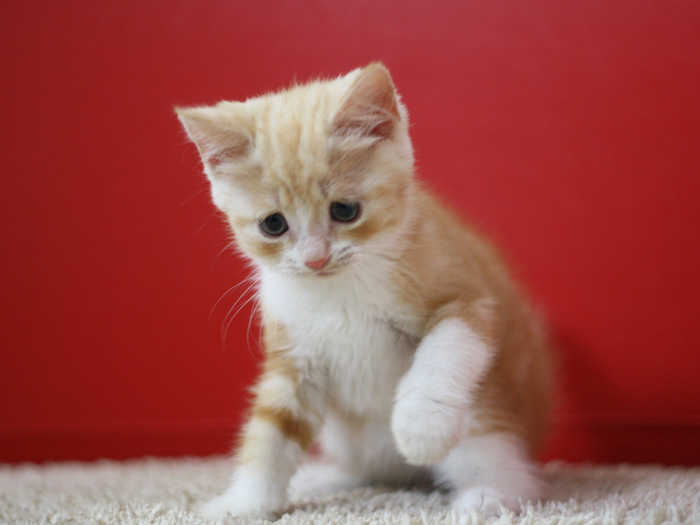 スコティッシュフォールドの子猫画像