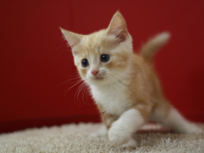 スコティッシュフォールドの子猫画像