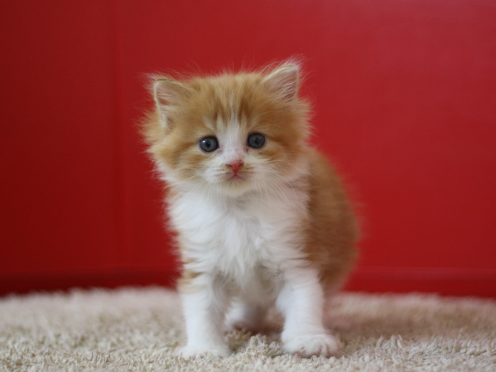 スコティッシュフォールドの子猫画像