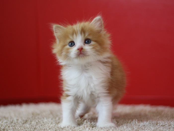スコティッシュフォールドの子猫画像