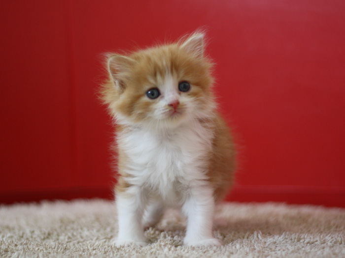 スコティッシュフォールドの子猫画像