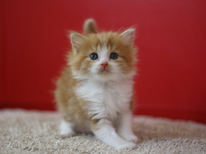 スコティッシュフォールドの子猫画像