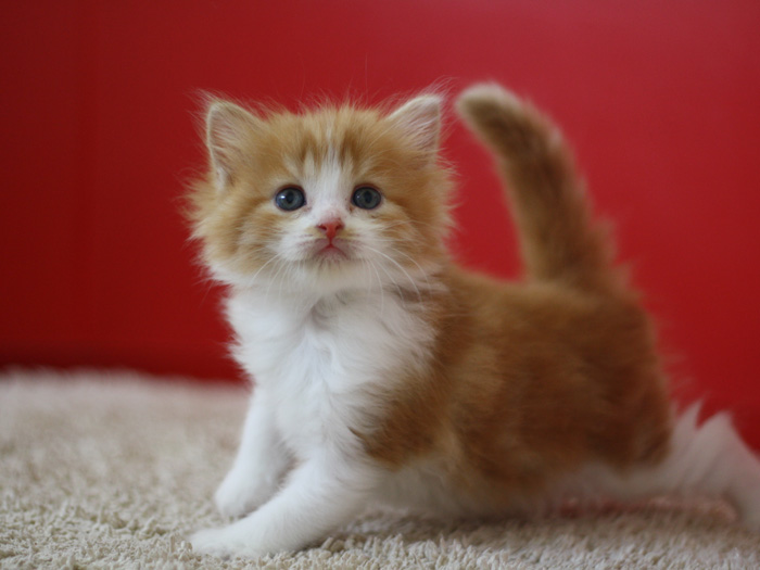 スコティッシュフォールドの子猫画像