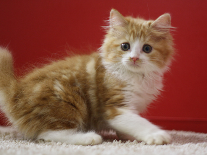スコティッシュフォールドの子猫画像