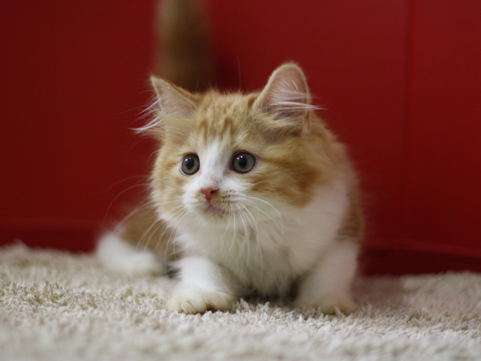 スコティッシュフォールドの子猫画像