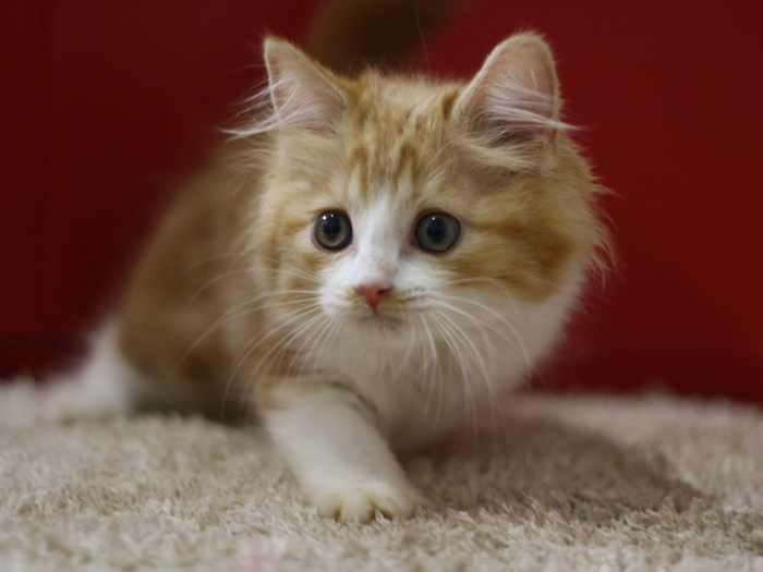 スコティッシュフォールドの子猫画像