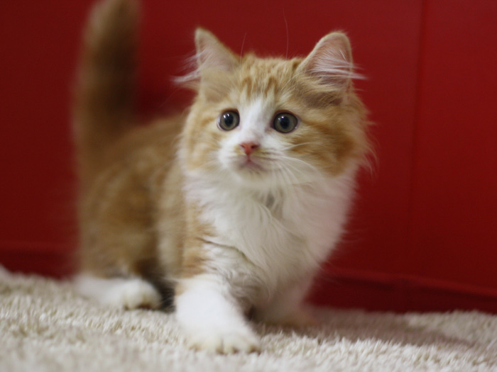 スコティッシュフォールドの子猫画像