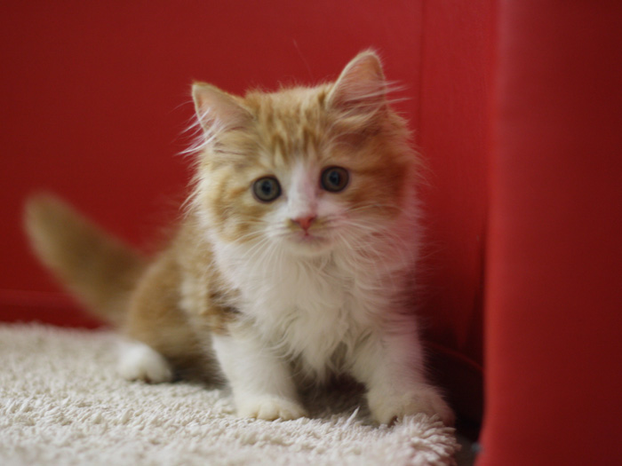 スコティッシュフォールドの子猫画像