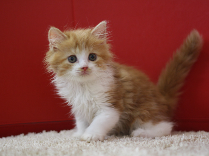 スコティッシュフォールドの子猫画像