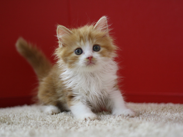 スコティッシュフォールドの子猫画像
