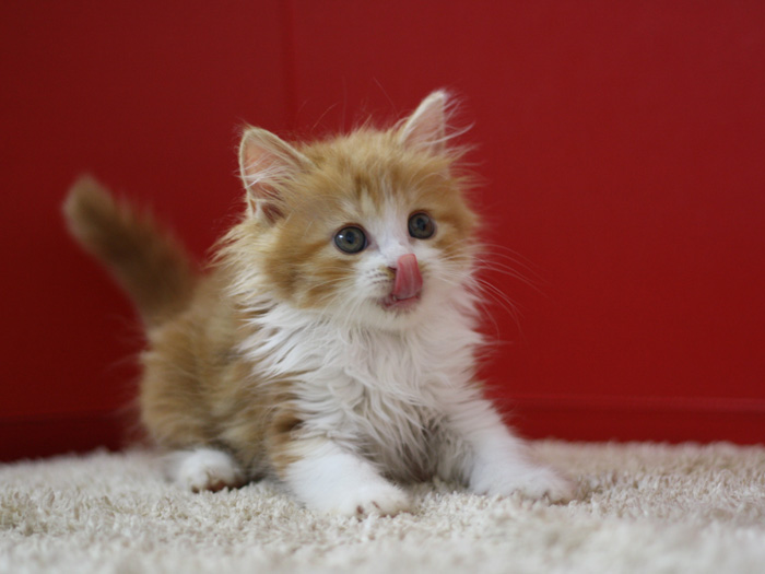 スコティッシュフォールドの子猫画像