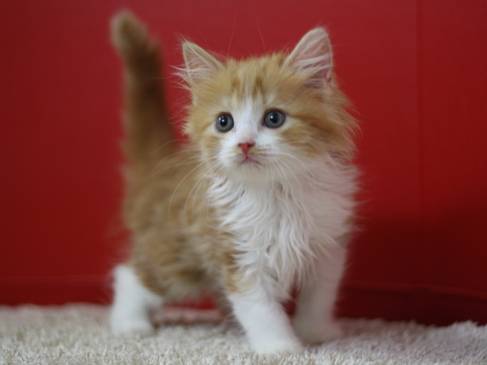 スコティッシュフォールドの子猫画像