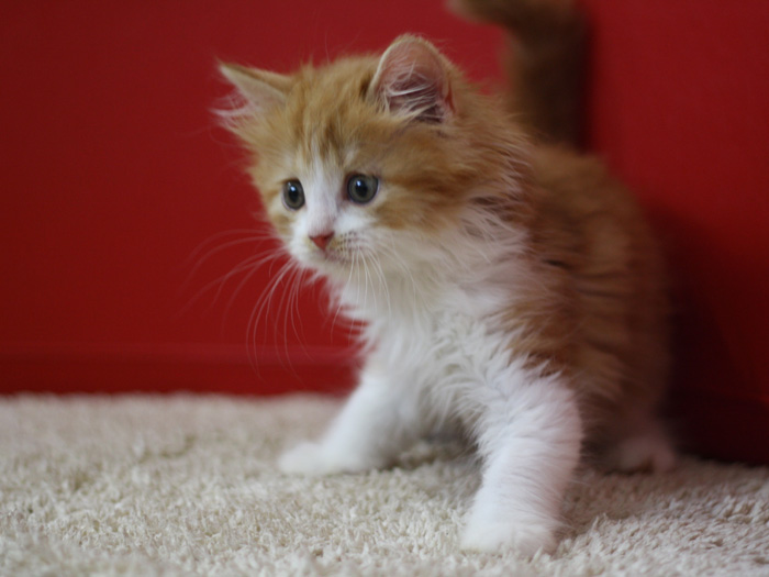 スコティッシュフォールドの子猫画像