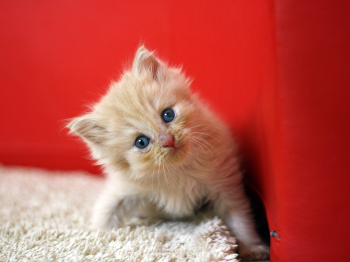 スコティッシュフォールドの子猫画像
