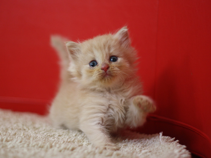スコティッシュフォールドの子猫画像